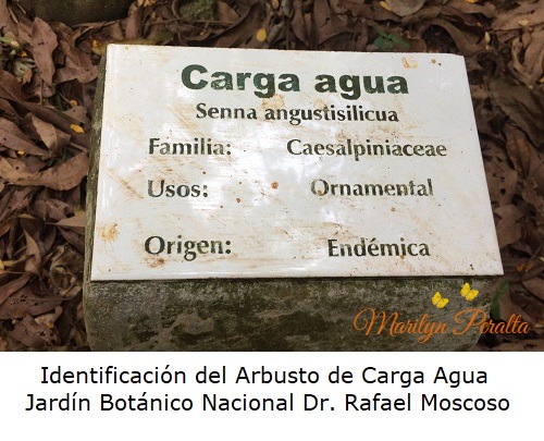 Identificacion del Arbusto Carga Agua - Jardin Botanico