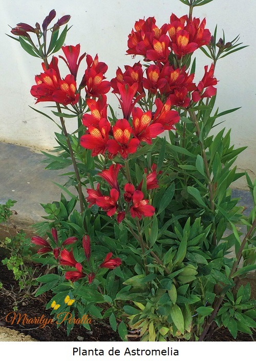 Planta de Astromelia