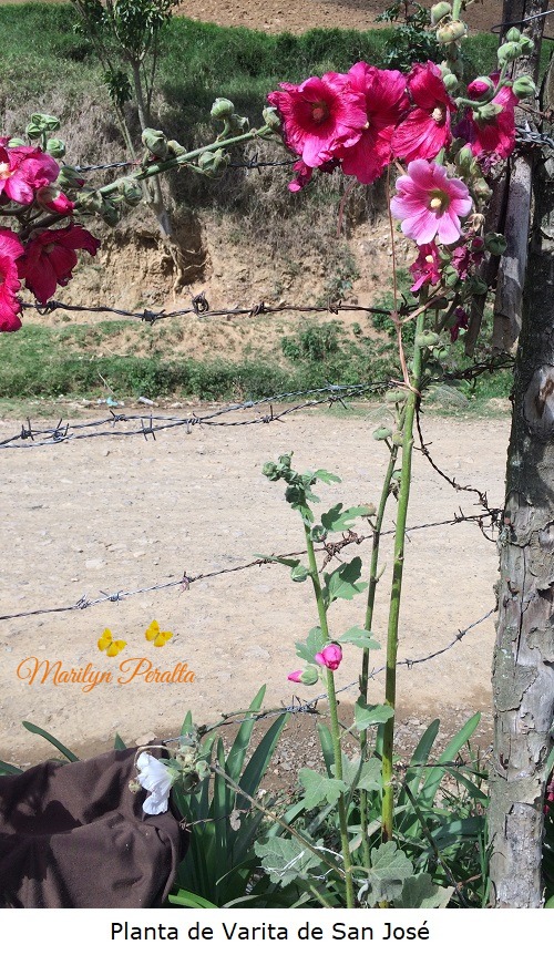 Planta de Varita de San Jose