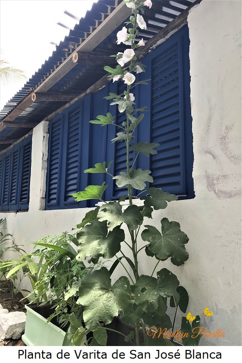 Planta de Varita de San Jose blanca