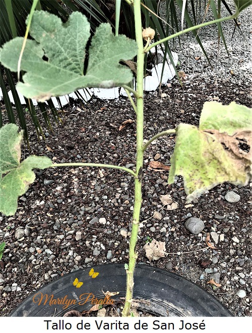 Tallo de Varita de San Jose
