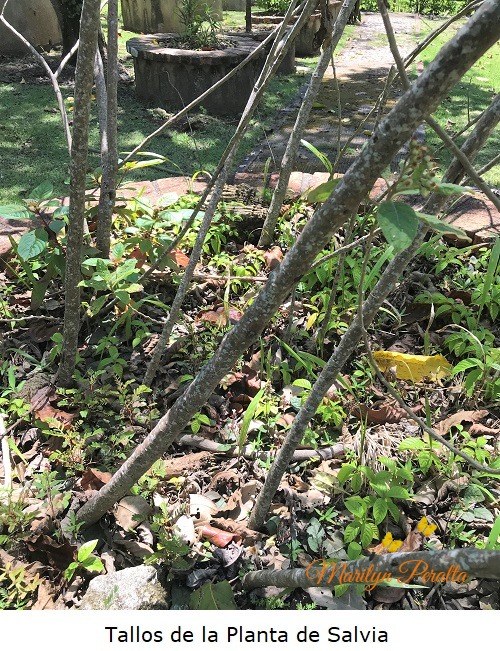 Tallos de la Planta de Salvia