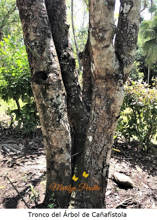 Tronco del arbol de Cañafistola