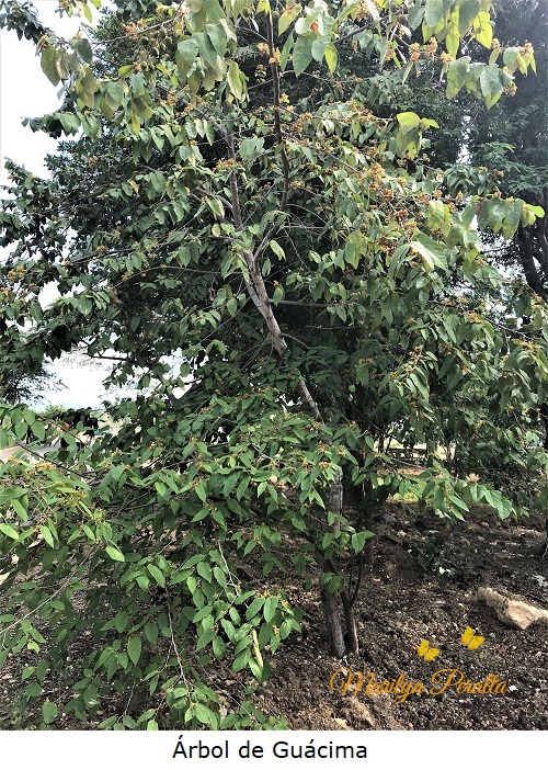 Arbol de Guacima