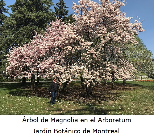 Arbol de magnolia en el Arboretum
