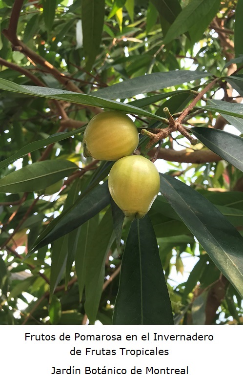 Arbol de Pomarosa en el Invernadero Frutas tropicales