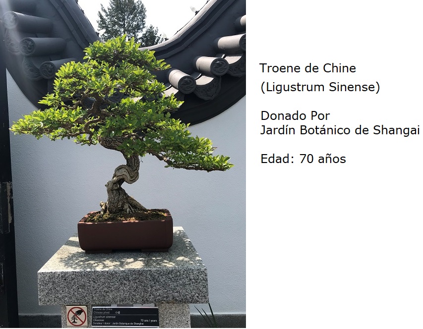 Bonsai No. 1
