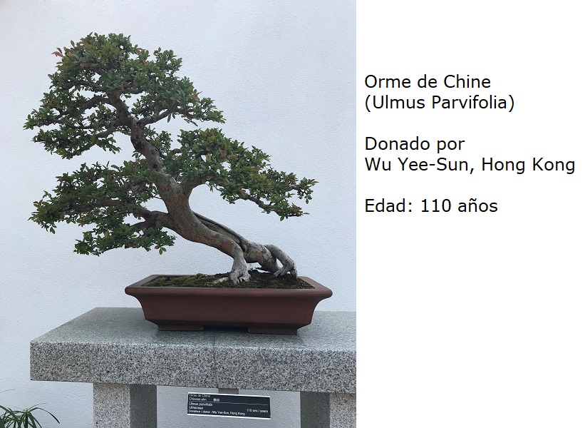 Bonsai No. 2