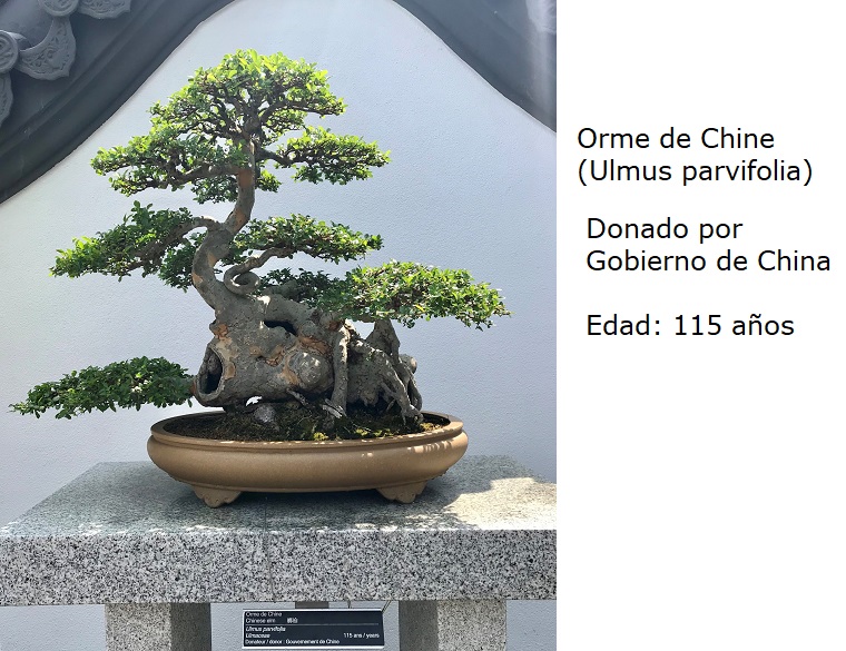 Bonsai No. 3