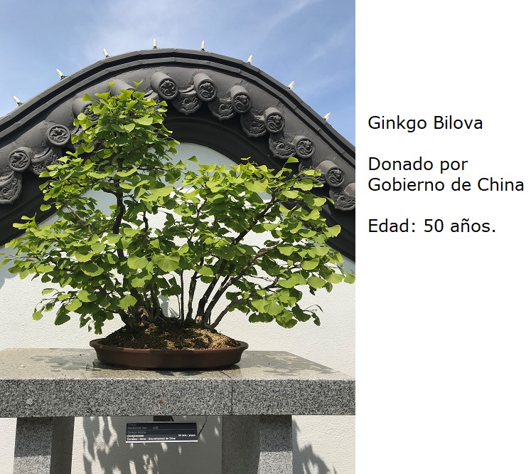 Bonsai No. 6