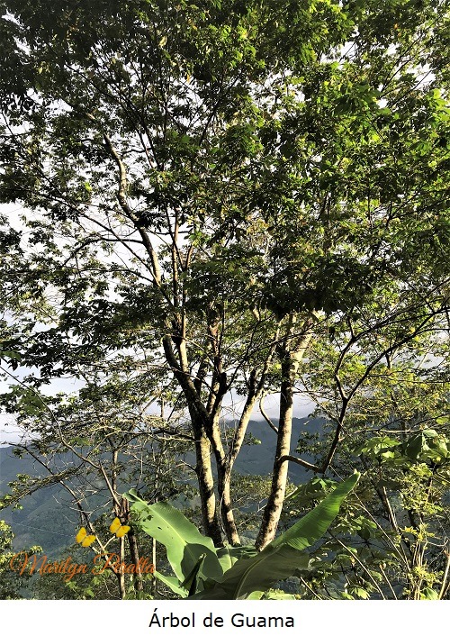Árbol de Guama