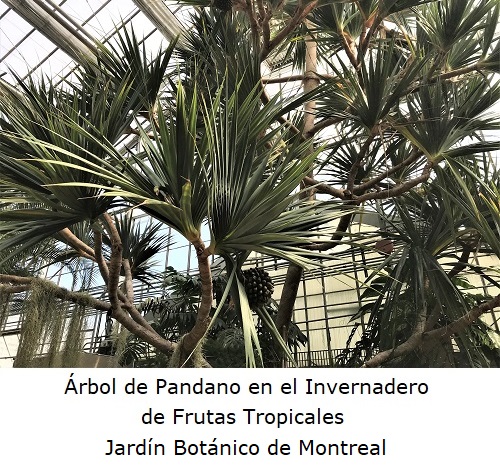 Árbol de Pandano en el Invernadero Frutas tropicales