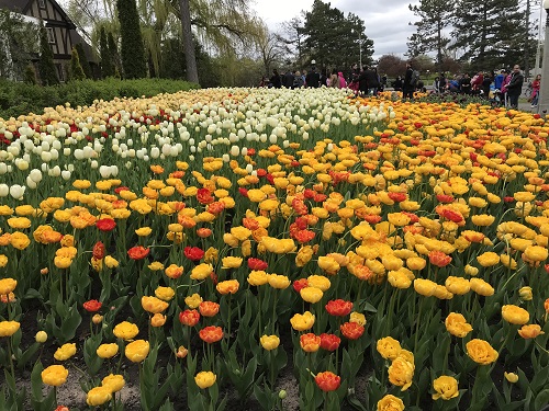 Festival de los Tulipanes 2