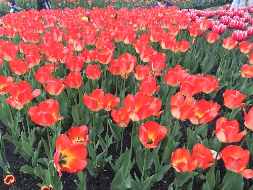 Festival de los Tulipanes 3