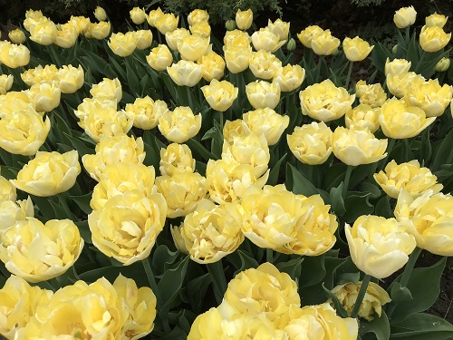 Festival de los Tulipanes 4