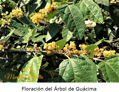 Floracion del arbol de Guacima