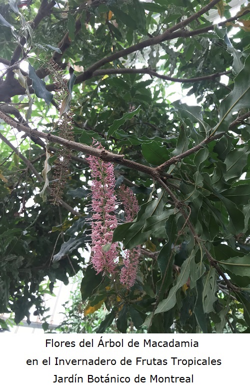 Flores del Arbol de macadamia en el Invernadero Frutas tropicales
