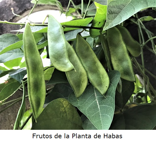 Frutos de la Planta de Habas