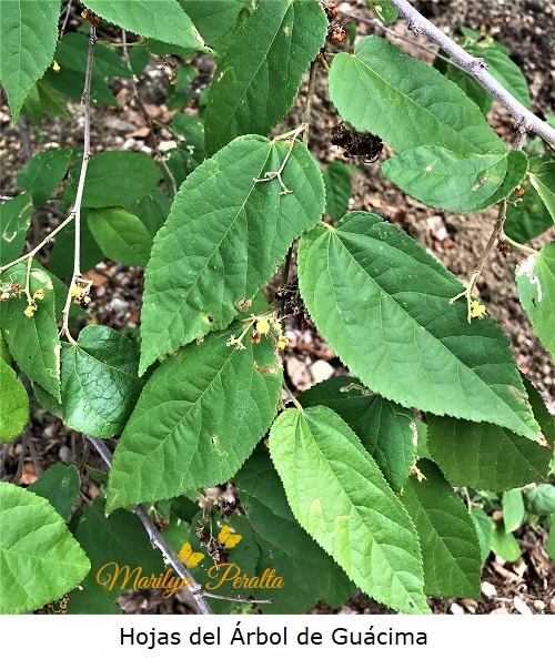 Hojas del arbol de Guacima