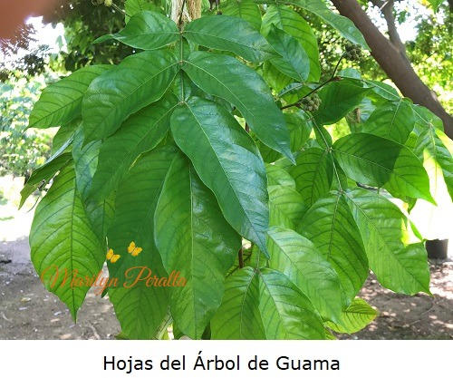 Hojas del Arbol de Guama