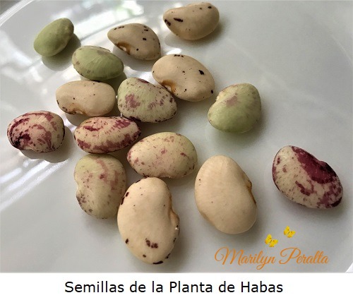 Semillas de la Planta de Habas