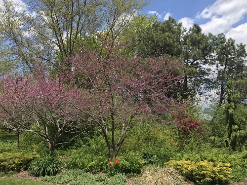 Toronto Island Park, Lago Ontario, 4
