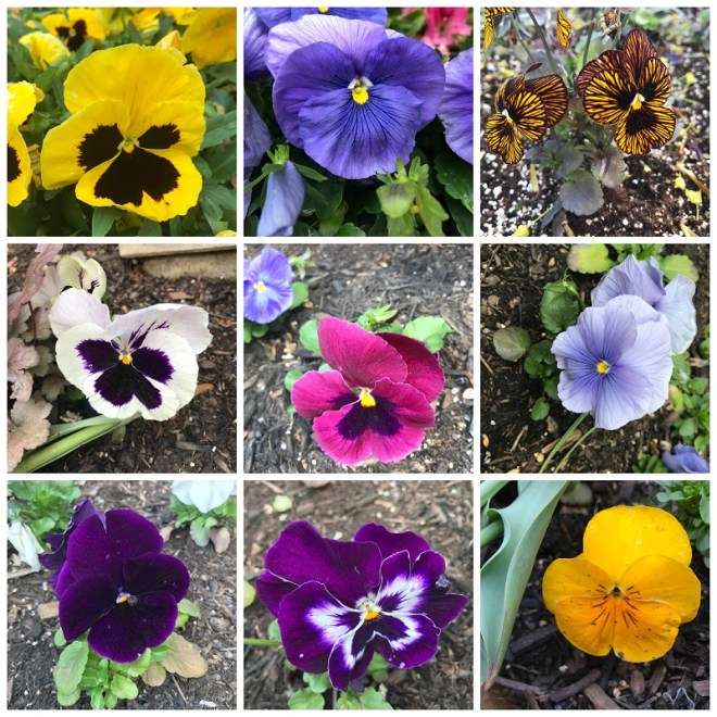 Toronto Island Park, Lago Ontario, Flores de Pensamiento