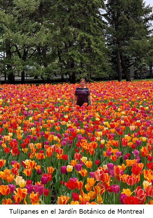 Tulipanes en el jardin Botanico de Montreal