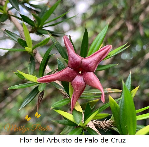 Flor del arbusto de Palo de Cruz