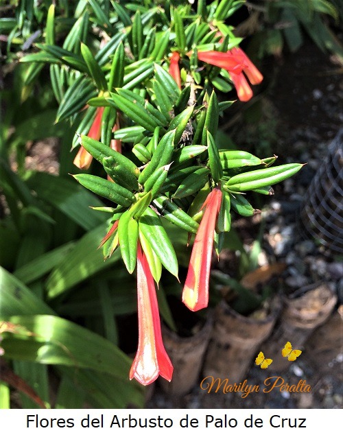 Flores del Arbusto de Palo de Cruz A