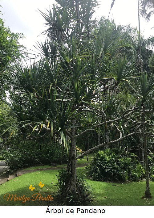 Arbol de Pandano A