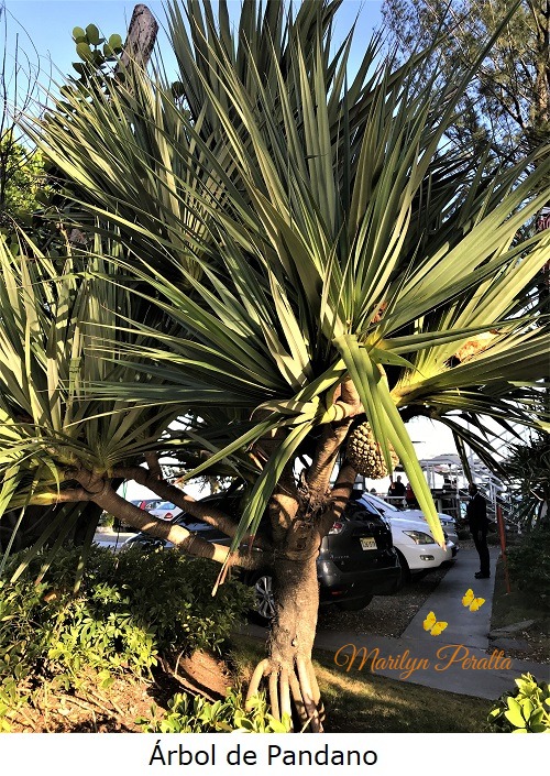 Arbol de Pandano