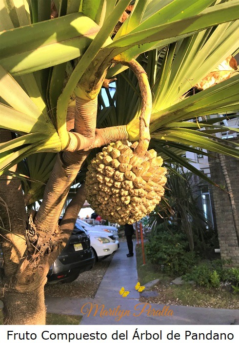 Fruto del Arbol de Pandano