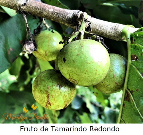 Fruto del Tamarindo Redondo