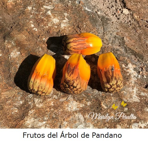 Frutos del Arbol de Pandago