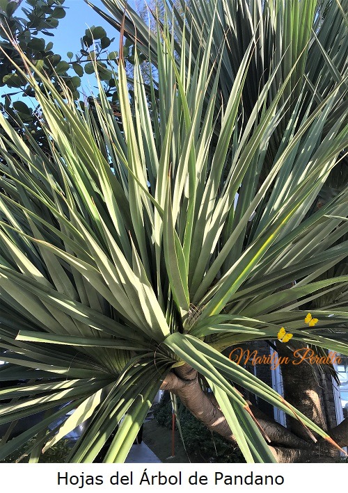 Hojas del arbol de Pandano