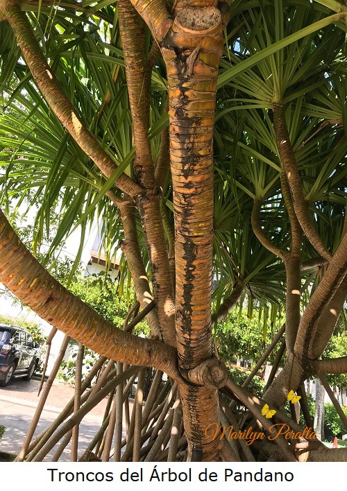 Tronco del arbol de Pandano