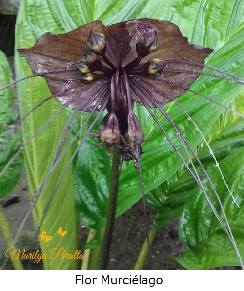 Flor Murciélago