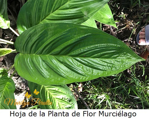 Hoja de la Planta de Flor Murcielago