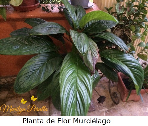 Planta de Flor Murciélago