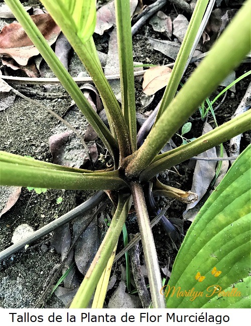 Tallo de la Planta de Flor Murcielago
