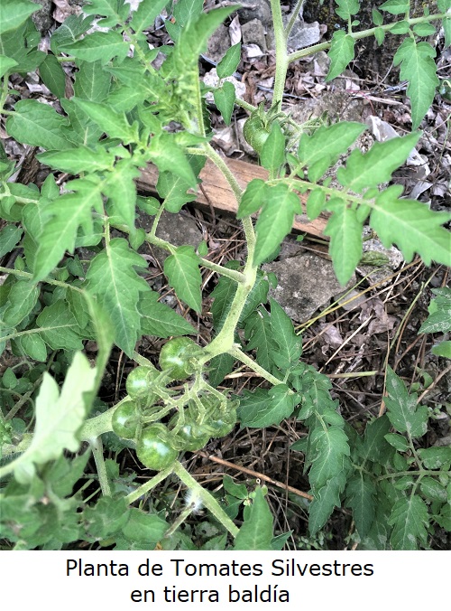 Planta de Tomates Silvestres en tierra baldía