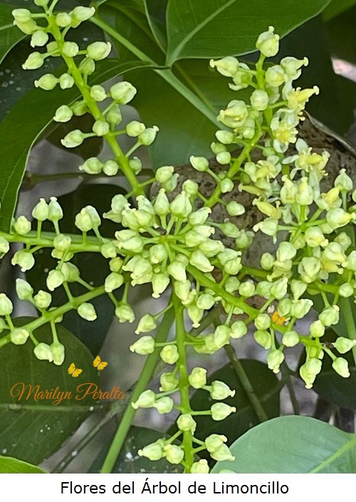 flores del arbol de limoncillo