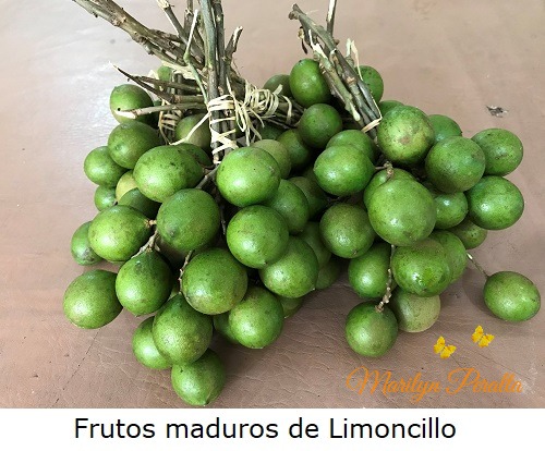 Frutos maduros del arbol de Limoncillo