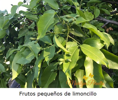 Frutos pequeños de limoncillo