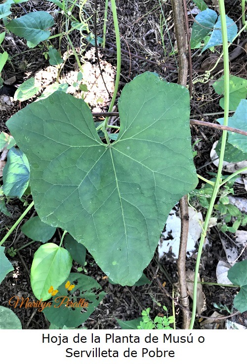 Hoja de la planta de Musu o Servilleta de Pobre