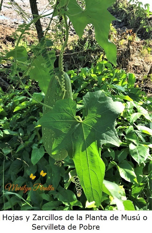 Hoja y zarcillos trepadores de la planta de Musu o Servilleta de Pobre
