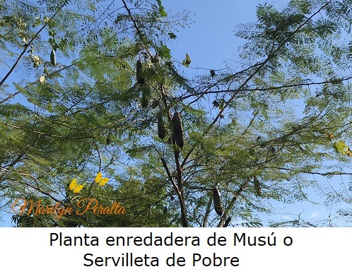 Planta Enredadera de Musú o Servilleta de Pobre