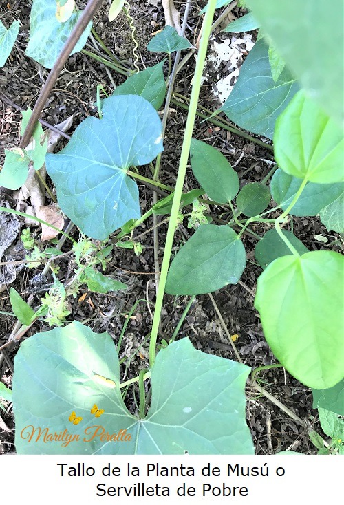 Tallo de la planta de Musu o Servilleta de Pobre