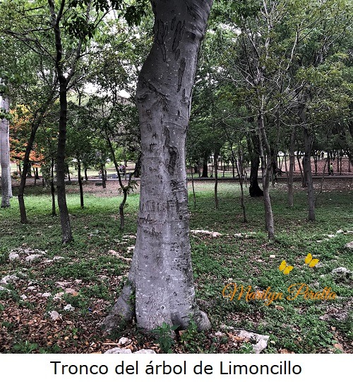 Tronco del arbol de Limoncillo